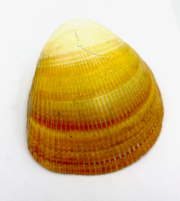 Shell - Jauna C (CLEARANCE)
